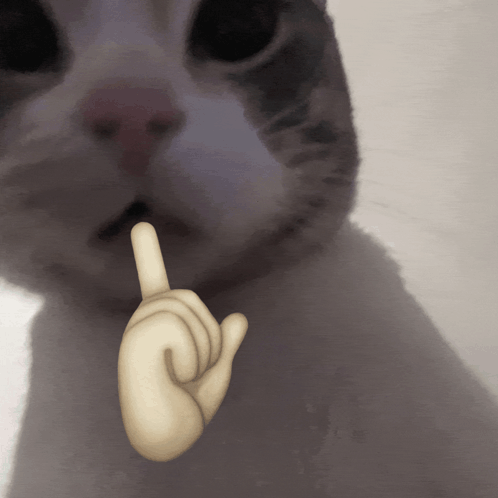 Collection of popular animated memes showing GIF appeal